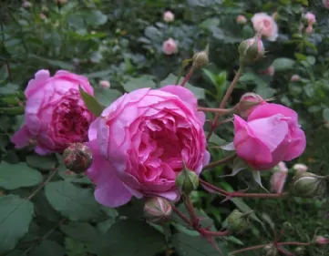 Rose Alan Titchmarsh