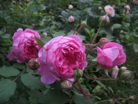 Rose Alan Titchmarsh