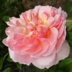 Anne Boleyn ® AUsecret 