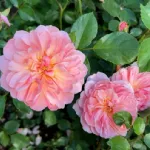 Anne Boleyn ® AUsecret 