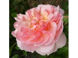 Anne Boleyn ® AUsecret 