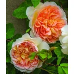 Rose Bathsheba® Auschimbley