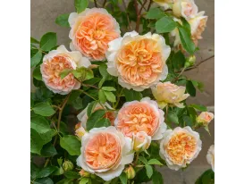 Rose Bathsheba® Auschimbley