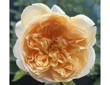 Bring Me Sunshine ® AUSernie