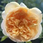 Bring Me Sunshine ® AUSernie