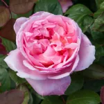 Rose Brother Cadfael