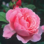 Rose Brother Cadfael