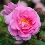 Rose Cariad