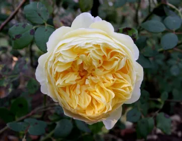 Rosa Charles Darwin