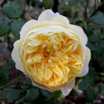 Rosa Charles Darwin