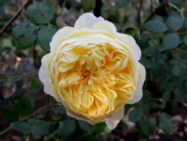 Rosa Charles Darwin