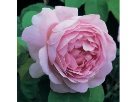 Rosa Costance Spry