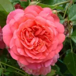 Rosa Cristopher Marlow Ausjump