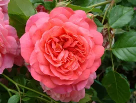 Rosa Cristopher Marlow Ausjump