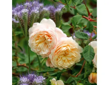 Rose Crocus Rose Emanuel