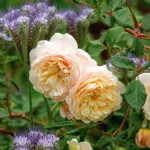 Rose Crocus Rose Emanuel