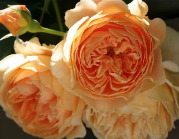 Rose Crown Princess Margareta Auswinter