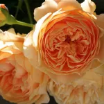 Rose Crown Princess Margareta Auswinter