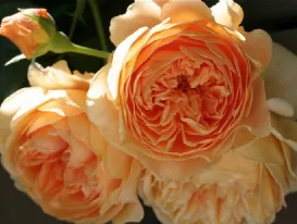 Rose Crown Princess Margareta Auswinter