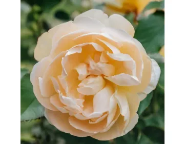 Dannahue ® AUSa6b15 