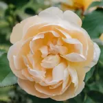 Dannahue ® AUSa6b15 