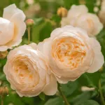 Dannahue ® AUSa6b15 