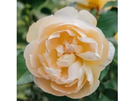 Dannahue ® AUSa6b15 