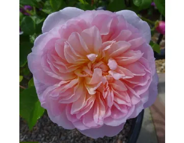 Elizabeth ® AUSmajesty