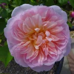 Elizabeth ® AUSmajesty