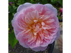 Elizabeth ® AUSmajesty