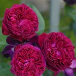 Rose Falstaff Ausverse