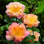 Rose Fighting Temeraire® Austrava