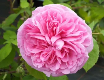 Rosa Gertrude Jeckyll