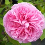 Rosa Gertrude Jeckyll