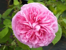 Rosa Gertrude Jeckyll