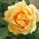 Rosa Golden Celebration