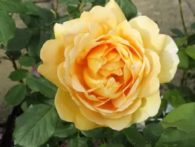 Rosa Golden Celebration