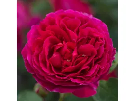 Rose Heathcliff