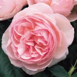 Rosa Heritage