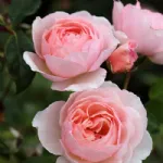 Rosa Heritage