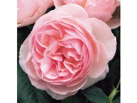 Rosa Heritage