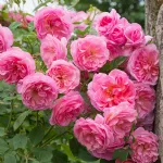 Rose Hyde Hall® Ausbosky