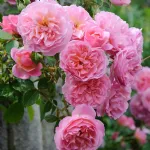 Rose Hyde Hall® Ausbosky