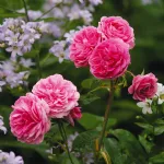 Rose Hyde Hall® Ausbosky