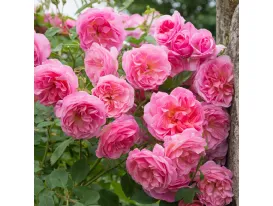 Rose Hyde Hall® Ausbosky