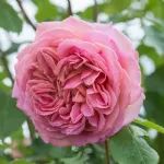 Rose Jubilee Celebration