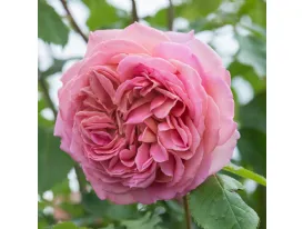 Rose Jubilee Celebration