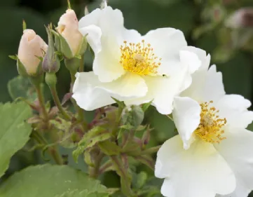 Rose Kew Gardens