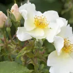 Rose Kew Gardens