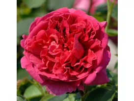 Rosa Lady of Megginch